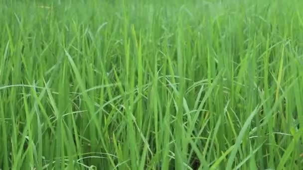 Campo de arroz verde — Vídeo de stock