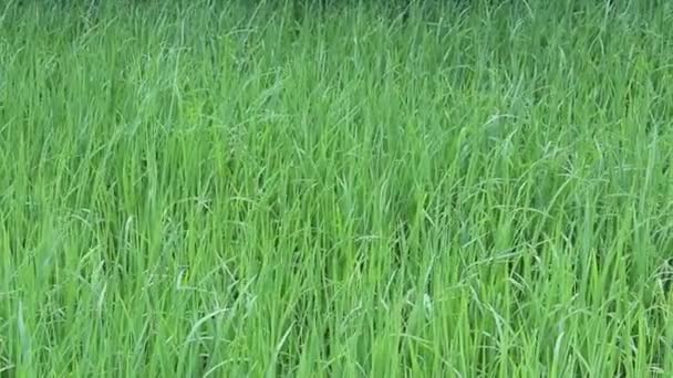 Green rice field — Stock Video