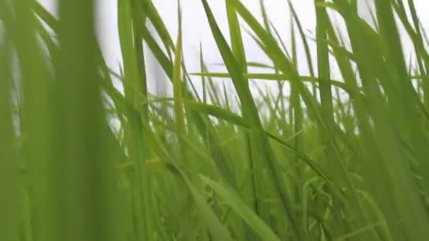 Schöner grüner Reis — Stockvideo