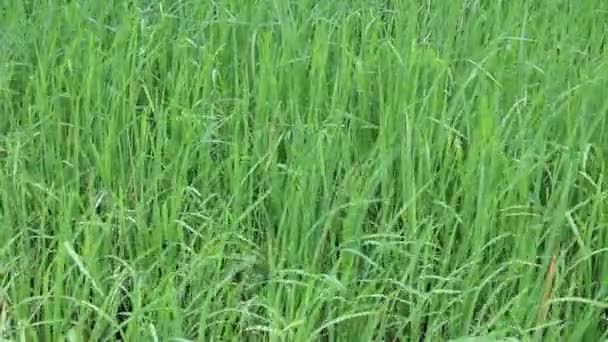 Campo de arroz verde — Vídeos de Stock