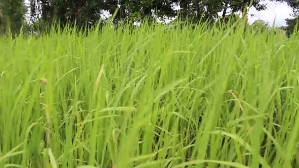 Champ de riz vert