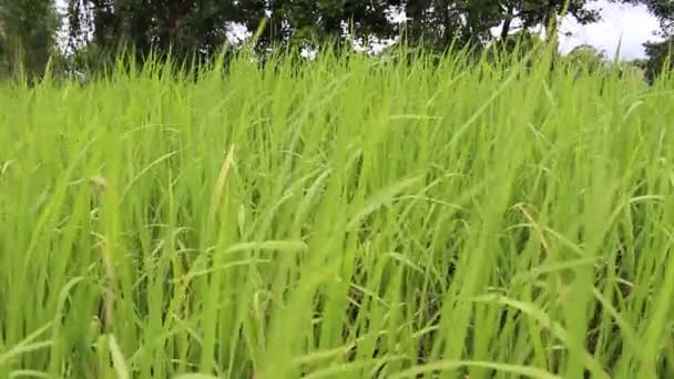 Campo de arroz verde — Vídeos de Stock