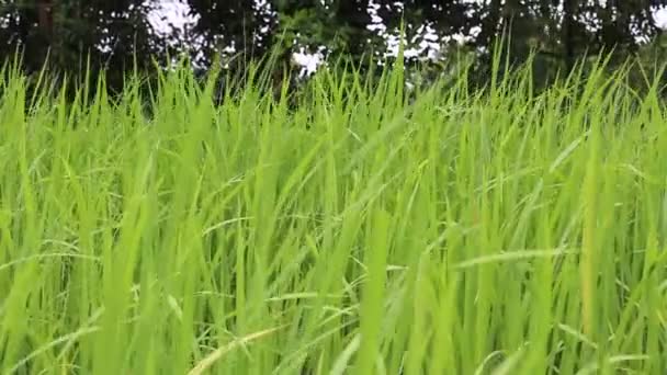 Champ de riz vert