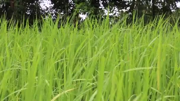 Green rice field — Stock Video