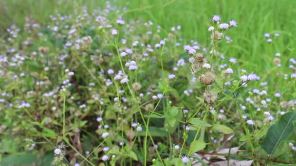 Wild Flowers — Stock Video