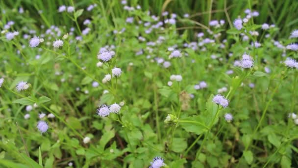 Fleurs sauvages 