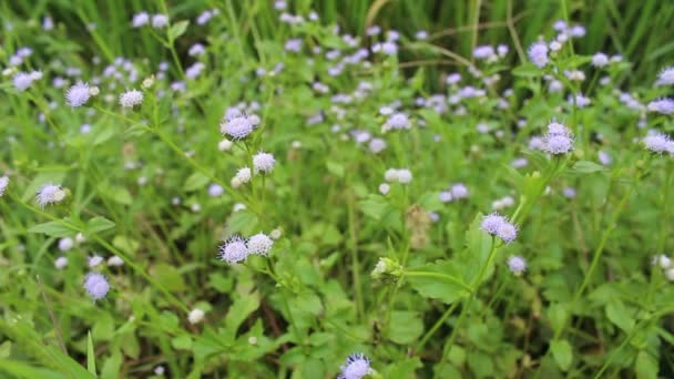 Flores silvestres — Vídeo de Stock