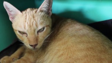 Anne kedi ve yavru kedi