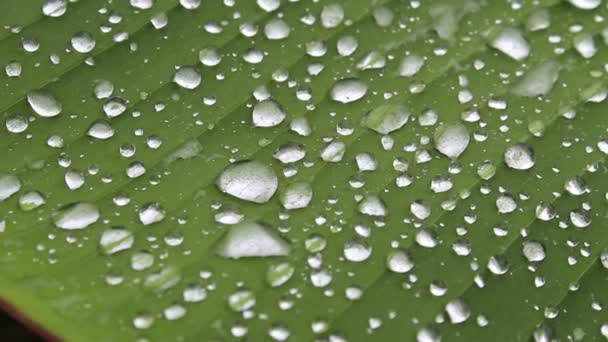 Naturaleza de la lluvia y la hoja — Vídeos de Stock