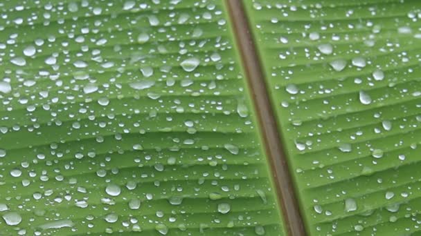 Natur von Regen und Blättern — Stockvideo