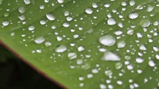 Naturaleza de la lluvia y la hoja — Vídeos de Stock