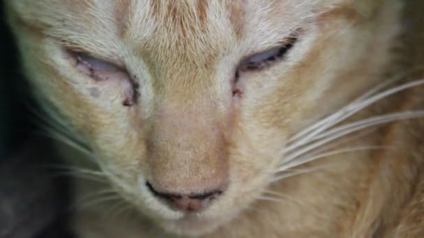 Maman chat et chaton 