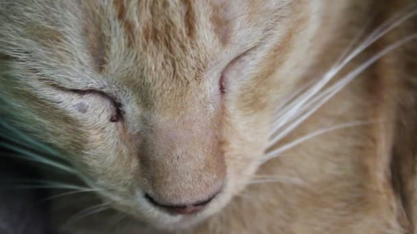 Maman chat et chaton 