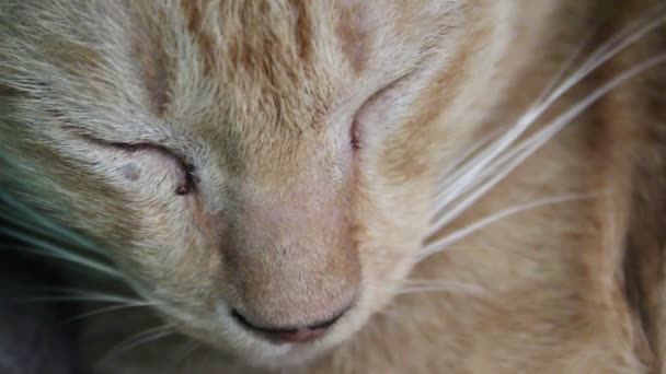 Maman chat et chaton — Video