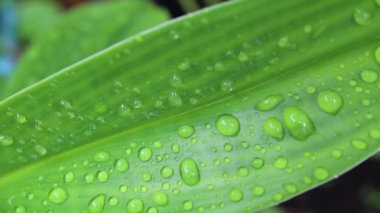 Yeşil Çimen Arkaplanı