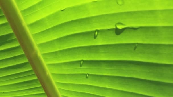 Banana leaves — Stock Video