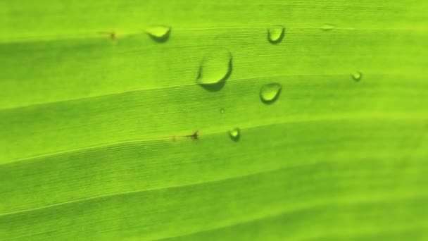 Folhas de banana — Vídeo de Stock