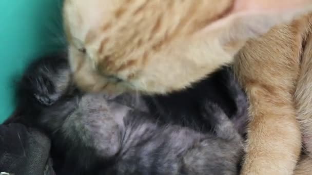 Mamma katt och kattunge — Stockvideo