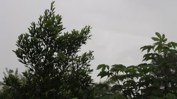 Pluie d'été