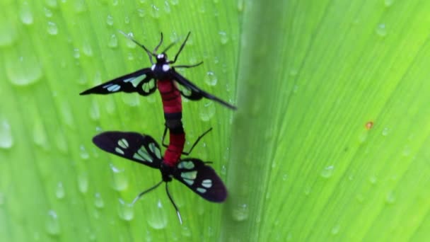 Böcek doğa içinde — Stok video