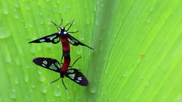 Bug na natureza — Vídeo de Stock