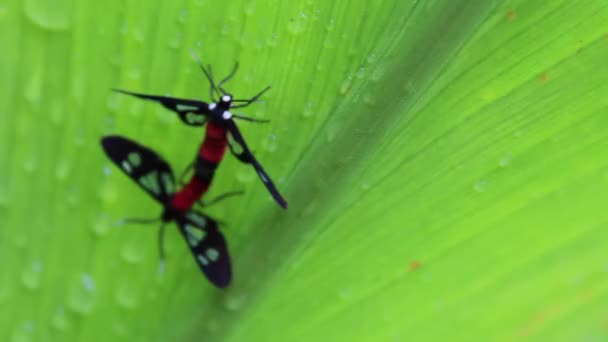 Error en la naturaleza — Vídeos de Stock