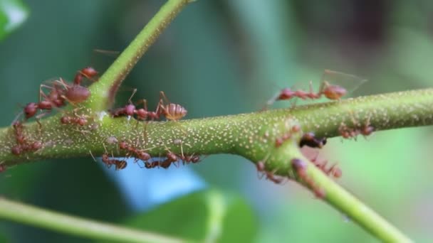 Κόκκινα μυρμήγκια και η φωλιά του κτιρίου μυρμήγκι — Αρχείο Βίντεο