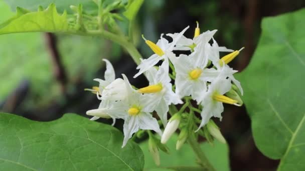 Flor — Vídeos de Stock