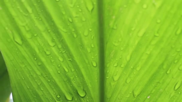 Banana leaves — Stock Video