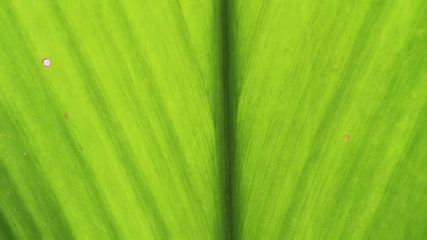 Feuilles de banane 