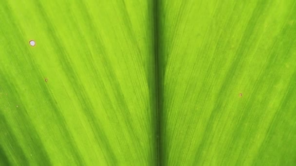 Banana leaves — Stock Video