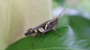 Yaprağın üzerindeki çekirge