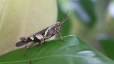 Yaprağın üzerindeki çekirge