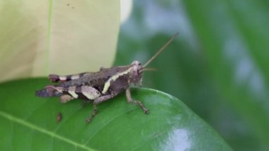 Yaprağın üzerindeki çekirge