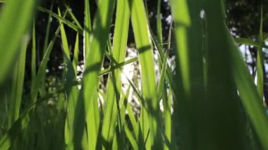 pirinç alan yeşil pirinç