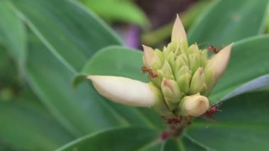 Kırmızı karıncalar takım çalışması