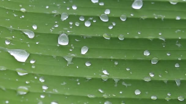 Naturaleza de la lluvia y la hoja — Vídeo de stock