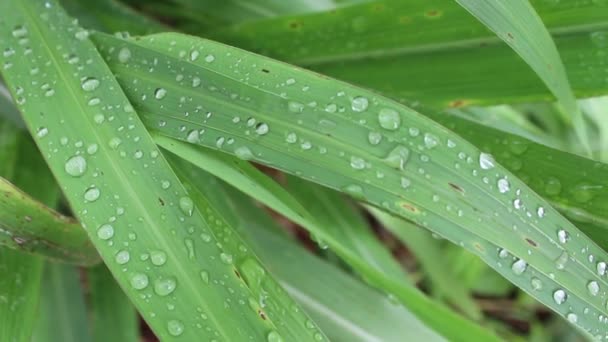 Naturaleza de la lluvia y la hoja — Vídeos de Stock