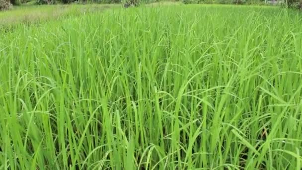 Green rice field — Stock Video