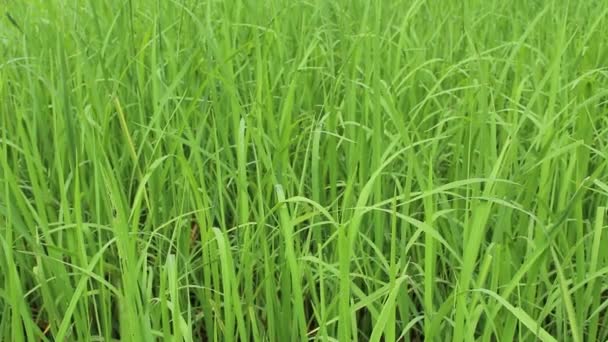 Yeşil pirinç tarlası — Stok video