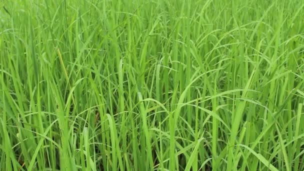 Champ de riz vert