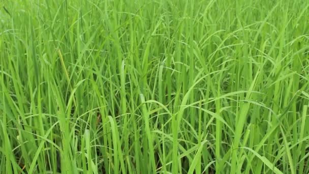 Green rice field — Stock Video