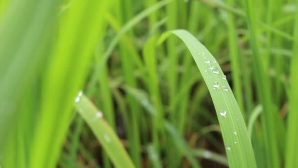 Groene rijstvelden — Stockvideo