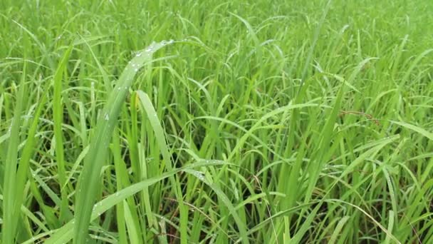 Green rice field — Stock Video