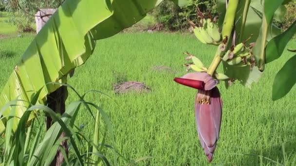 Árbol de plátano — Vídeos de Stock