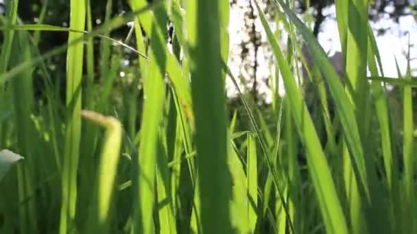 Groene rijst in rijst veld — Stockvideo