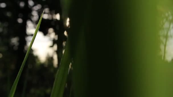 Leaf of green rice — Stock Video