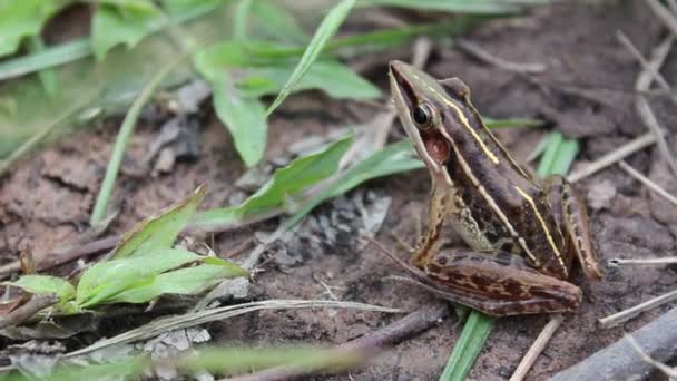 Frog in nature — Stock Video