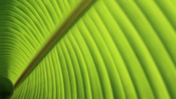 Green leaf banana — Stock Video