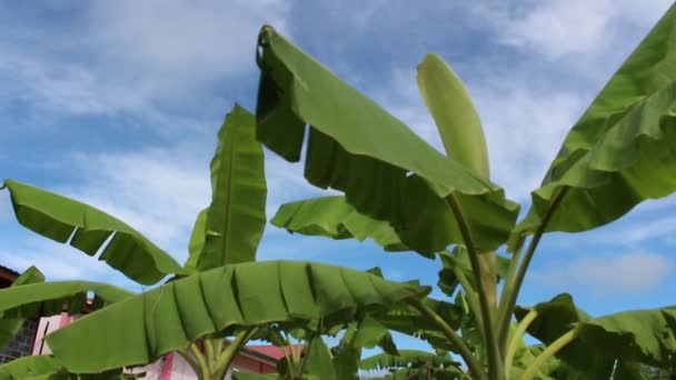 Banana de folha verde — Vídeo de Stock